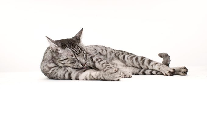 cat lying down in white room