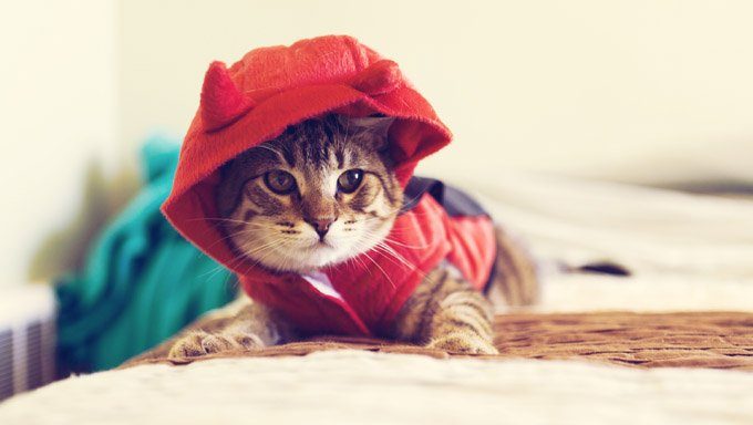 cat in devil costume