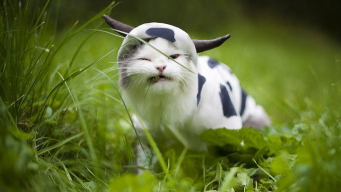 cat in cow costume