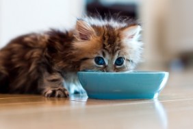 Young Persian kitten with blue eyes eating from blue bowl on floor.