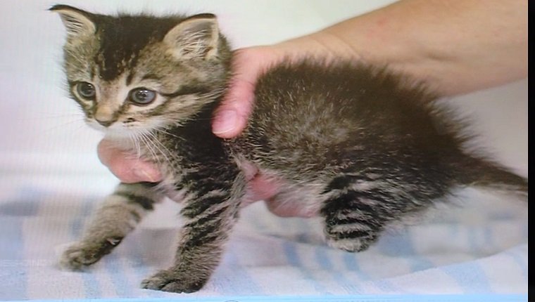 A person holds Vincent the cat as a kitten. His hind legs are not formed.