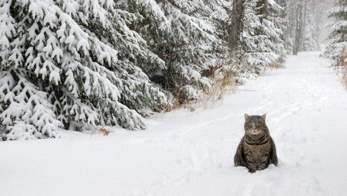 cat in snow