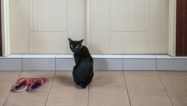 Cat waiting by the door - Malaysia