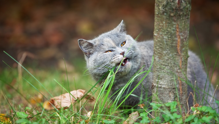 Cat eating green grass. Shallow DOF.