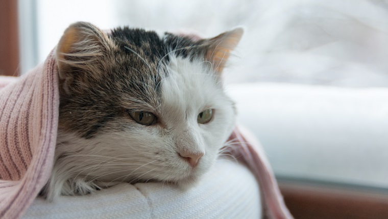 cat lies on the window in winter