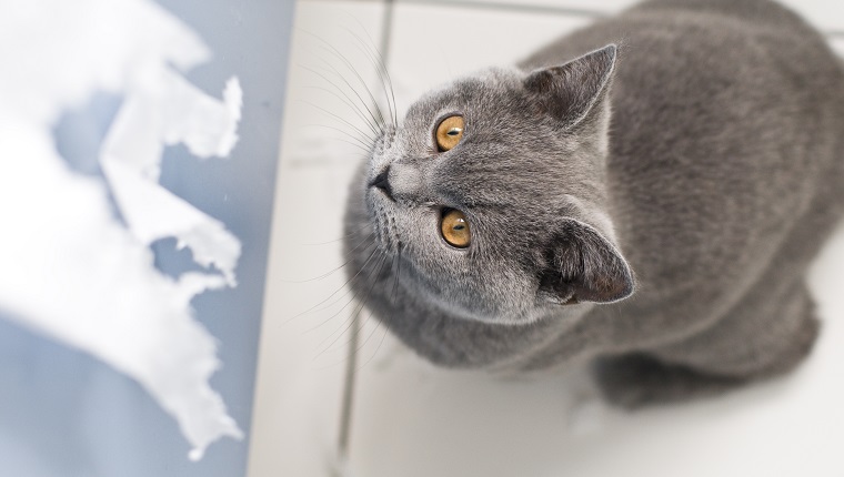 Naughty cat british shorthair kitten with large yellow eyes about to rip toilet paper.