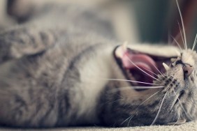 Grey cat waking from his nap to turn on his back and yawn.