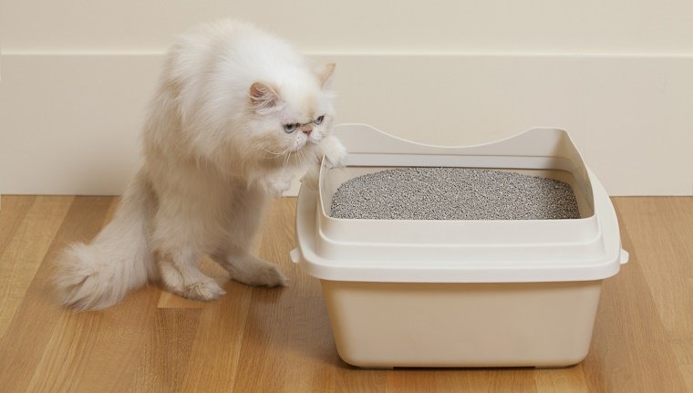 Persian Cat sniffing litter box