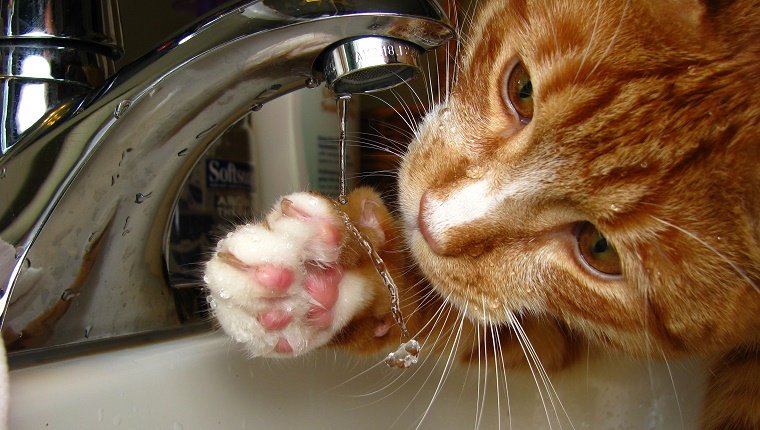 Cat playing with water