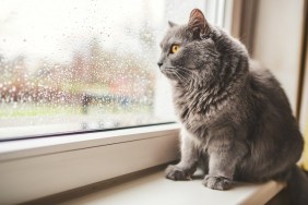 Four years old Cat looking out on a rainy day