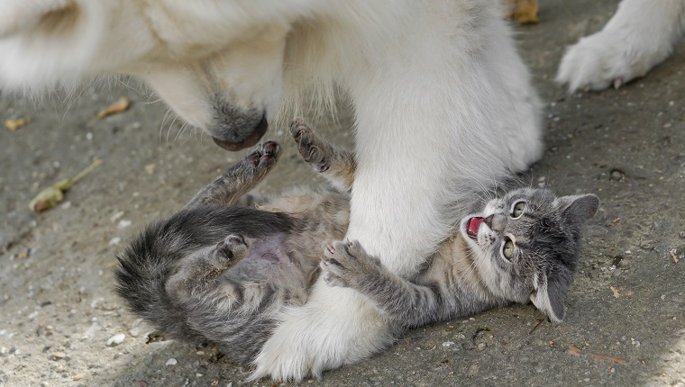 Dog and cat play together