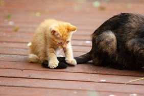 A ginger kitten playing with mom's tail