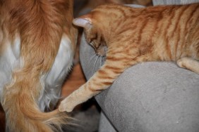 Playful Cat Indoors