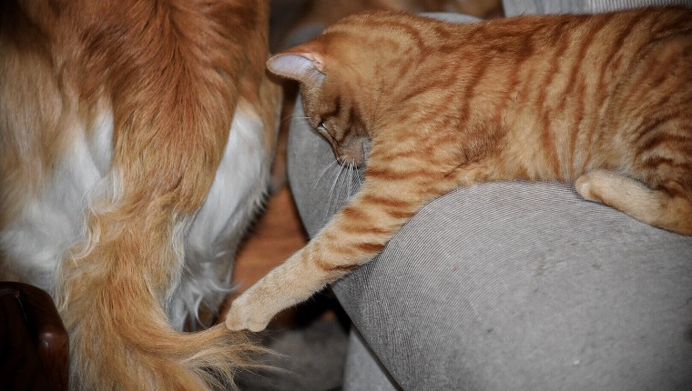 Playful Cat Indoors