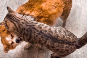 Closeup portrait of cat and dog fight.