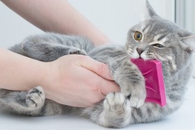 Hands scratch the cat with a special brush. The cat resists, gets angry, bites. Angry look. Close-up, horizontal photo