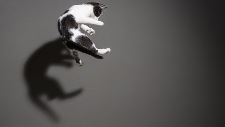 Cats flying and jumping trough the air