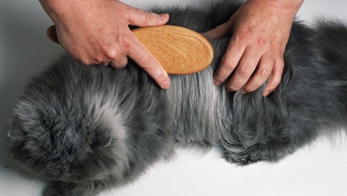 cat getting brushed