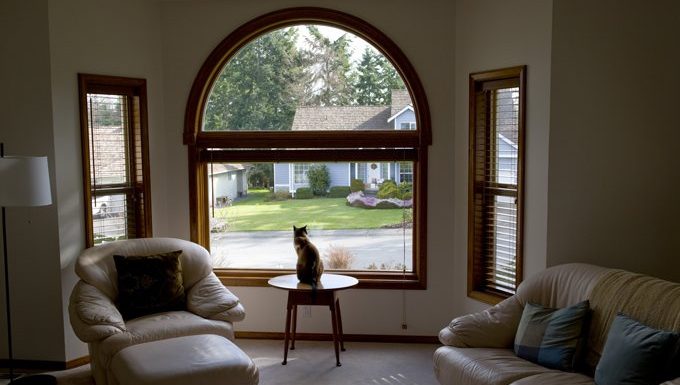 cat sitting at home looking out window