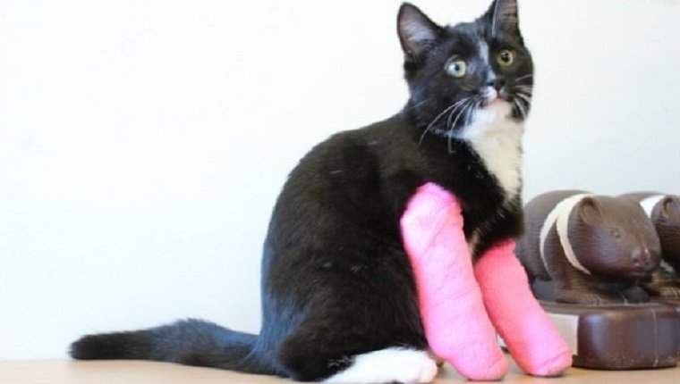 Flipper wears two pink casts