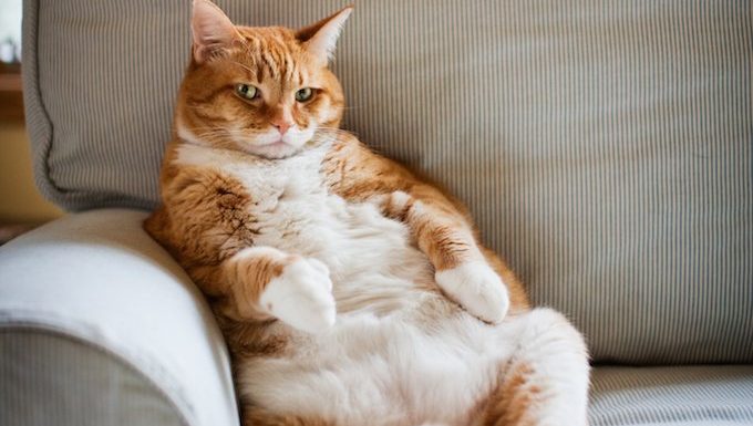 Fat Cat, Orange, Pets, Funny, Humorous, Portrait, Kitty, Animal