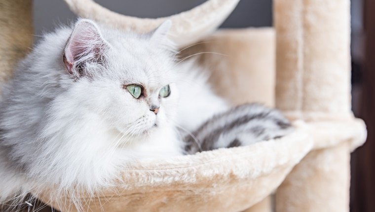 Close up of beautiful american shorthair cat sit and looking on wooden cat tower in cat farm.