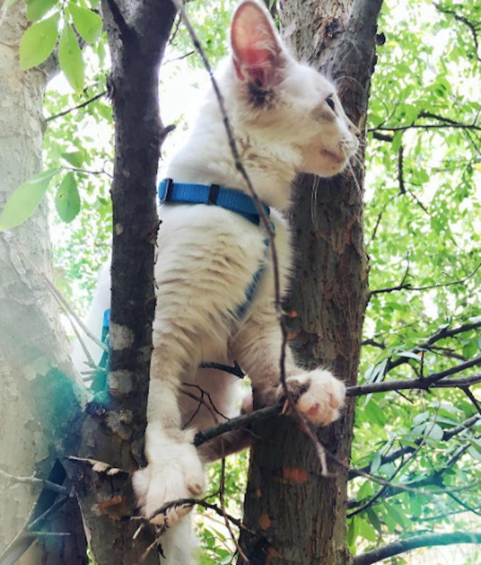 Adventure-Cats-Ozzy