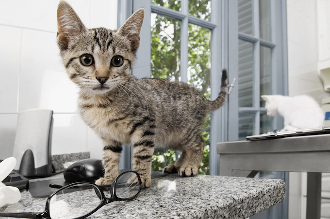 Cats in a veterinary hospital