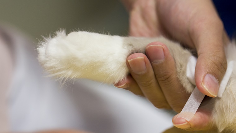 Vet putting a bandage around a cat’s leg.