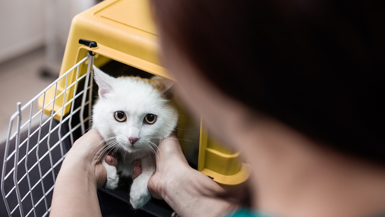 Unrecognizable veterinarian taking out a cat from a box.