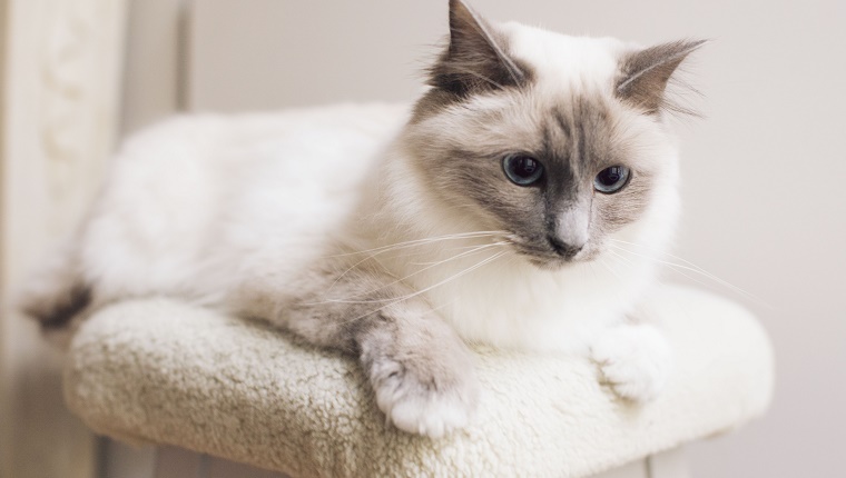 Ragdoll cat lying down