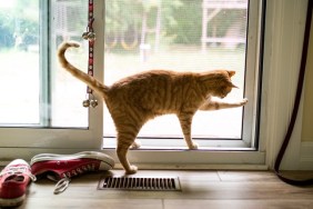 A red tabby tries to open a screen door to get outside.