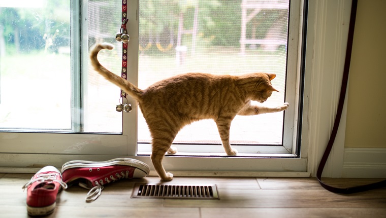 A red tabby tries to open a screen door to get outside.