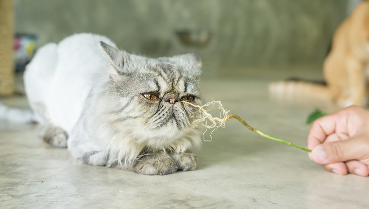 Gray striped Persian cat and a root of Indian acalypha.