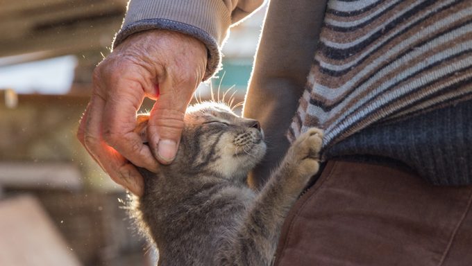 ca reaching up to man for head scratches