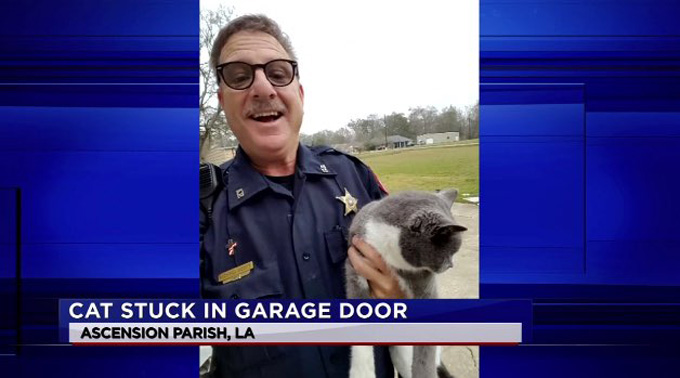 cat-trapped-garage-door