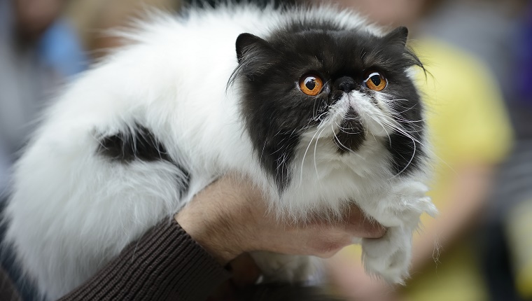 Persian cat being held at cat show