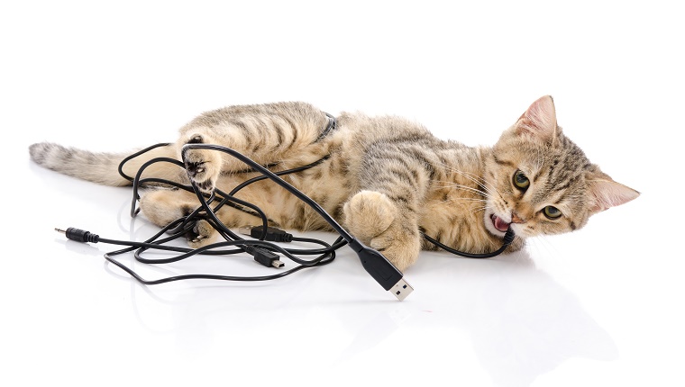 Cute tabby kitten playing on white background isolated