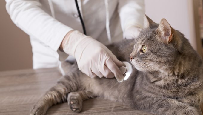 cat at the vet