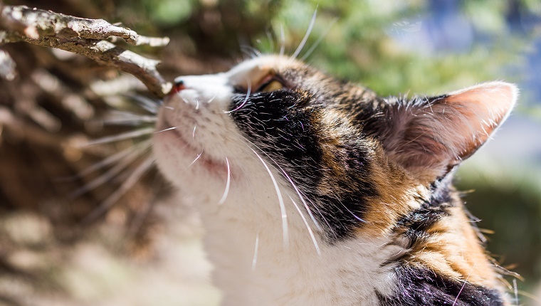 Closeup of cat face sniffing branch