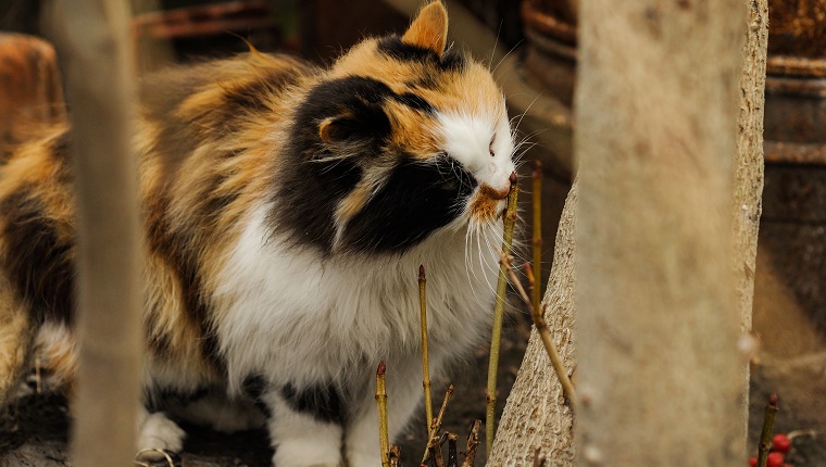 Tricolored fluffy cat sitting on the street countryside