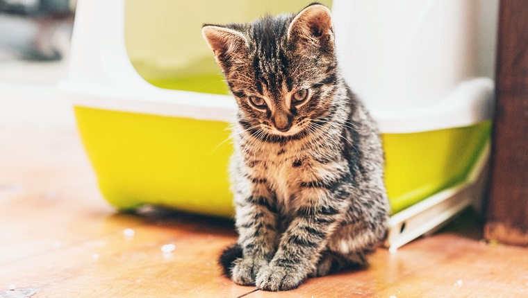 Sleepy pensive little tabby kitten sitting on the wooden floor alongside its box staring sleepily down at the floor