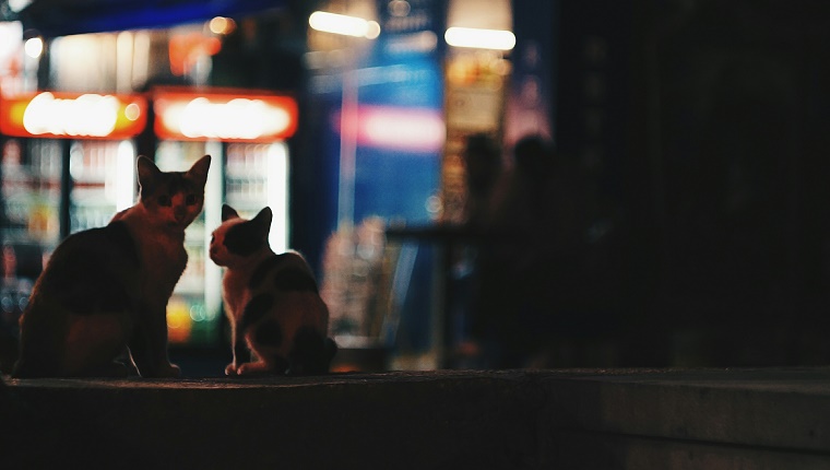 Cats Sitting On Retaining Wall At Night