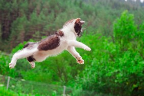 cute cat flying and jumping in the nature. closeup