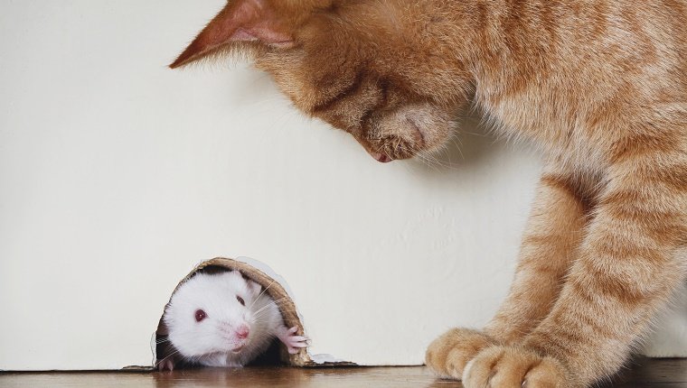 Cat standing over mouse peeking out of mouse hole