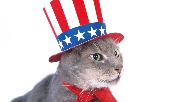 The cat with a uncle Sam costume