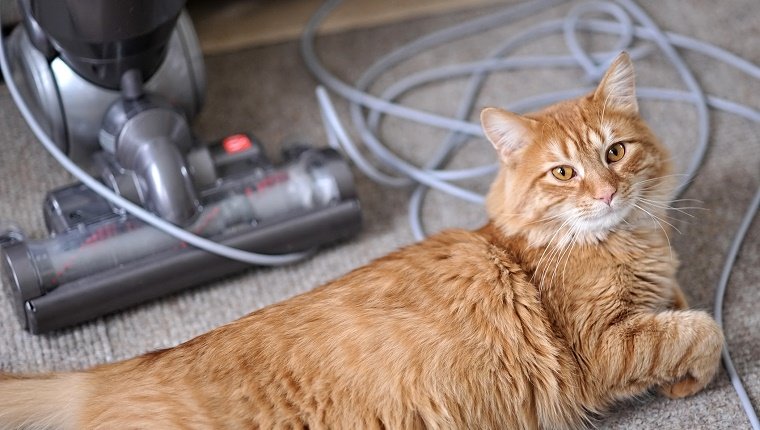 A Cat sits in front of a vacuum with a tangled cord.