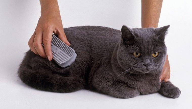 British Blue Shorthair Cat being brushed, close-up