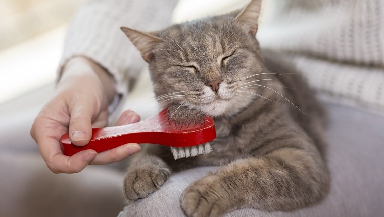 Tabby cat lying in her owner's lap and enjoying while being brushed and combed. Selective focus