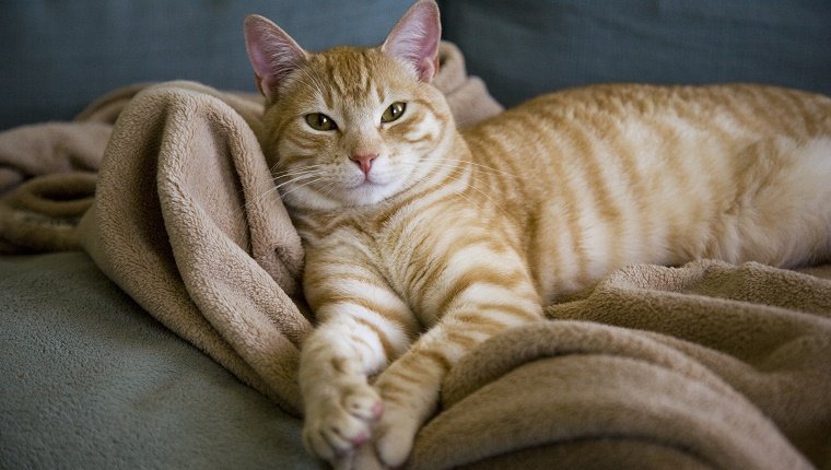 Portrait of a cat in couch